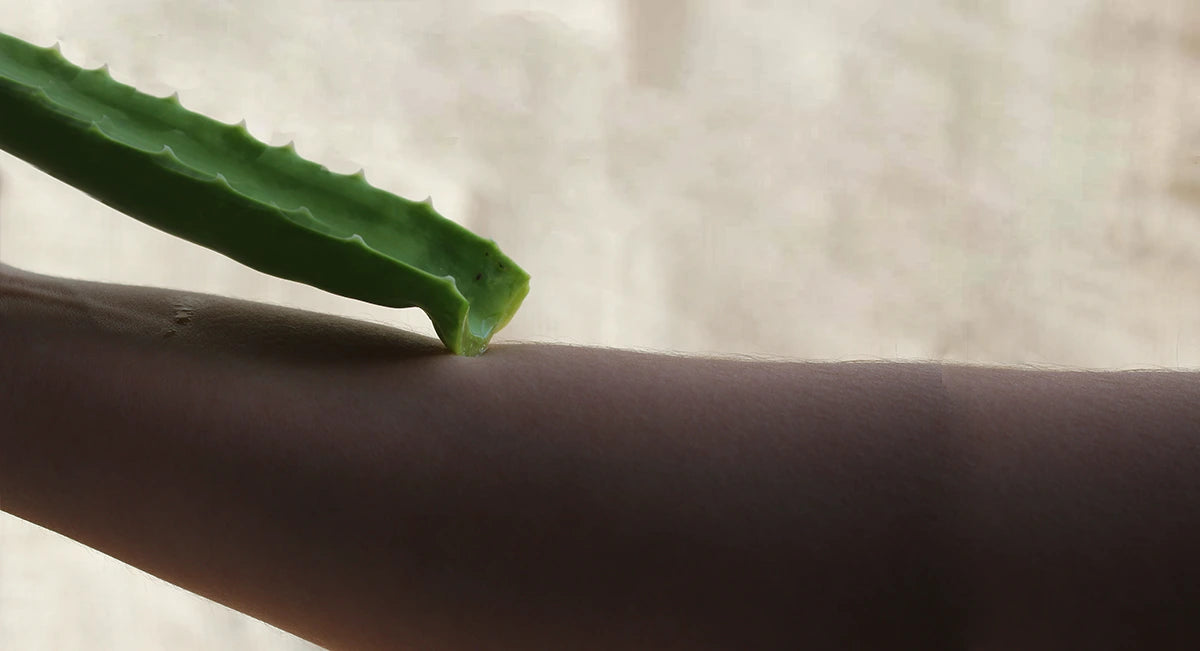 header-aloe-vera-brulures