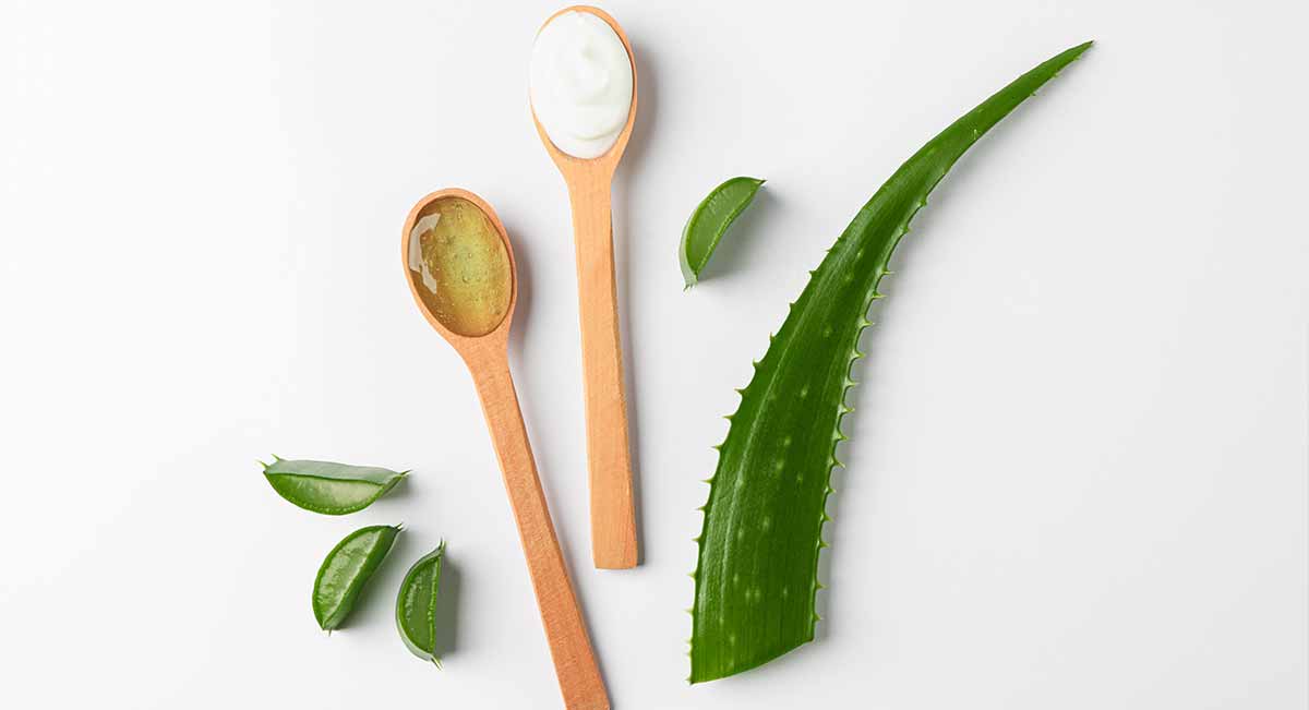 couper-feuille-aloe-vera