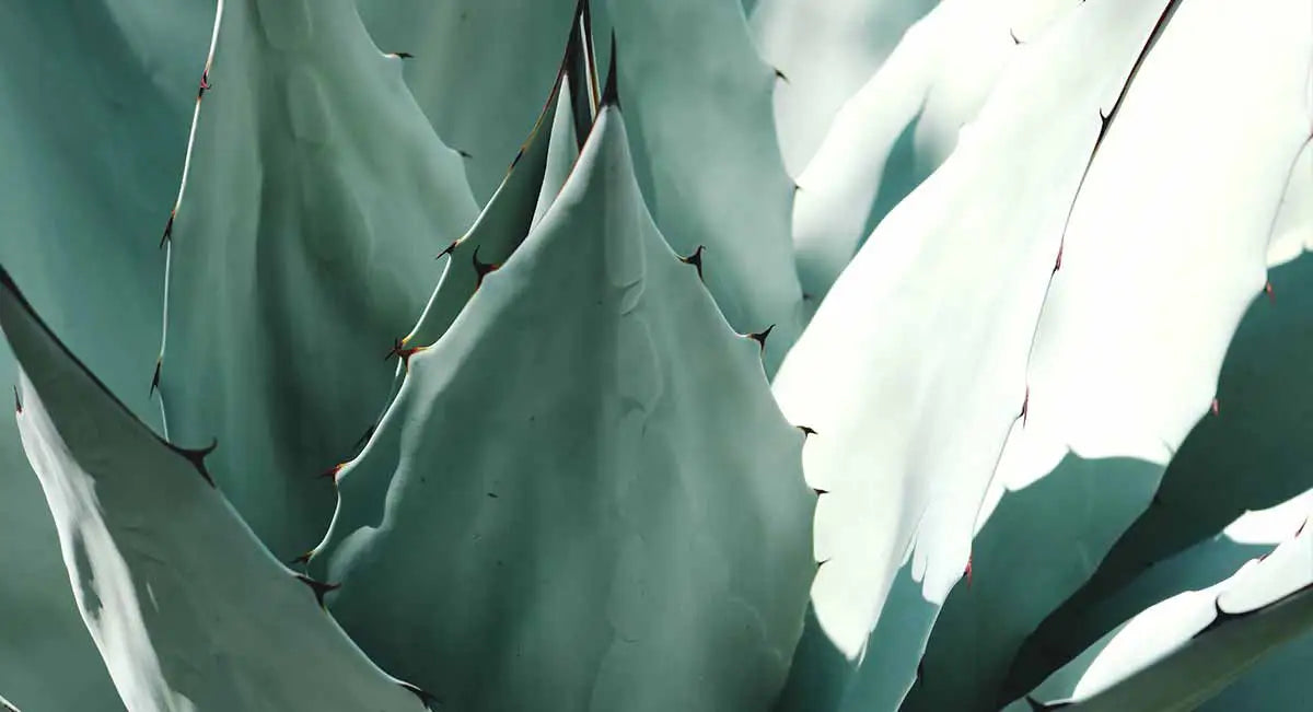 Agave et Aloé Vera comment différencier ces deux plantes grasses? NaturAloé