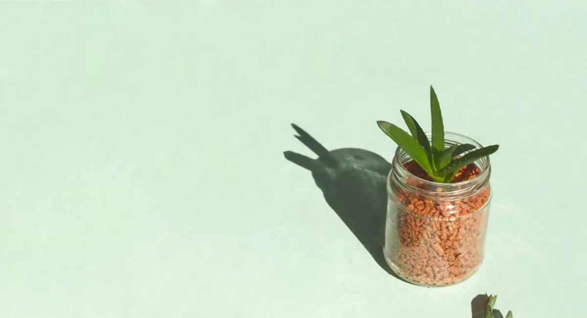 header-bouturage-aloe-vera