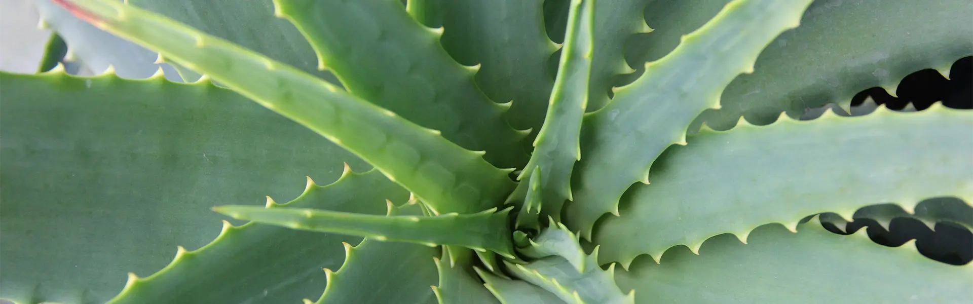 promo-anti-gaspi-soin-aloe-vera-bio