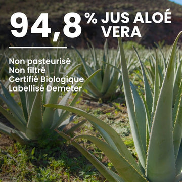 Feuille fraîche d’Aloé Vera – ingrédient principal du gel à boire – NaturAloé