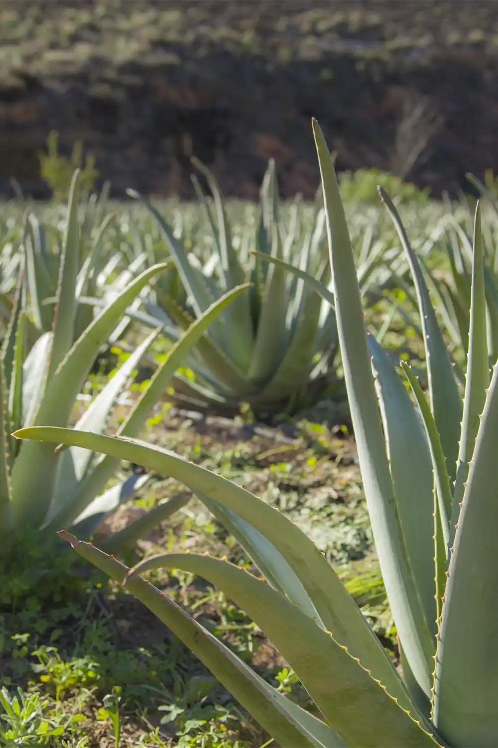 plantation-aloe-vera