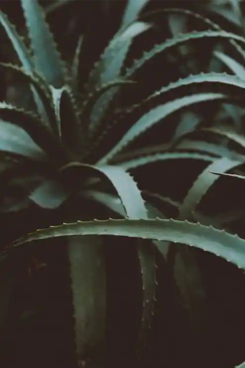 gamme-produits-aloe-vera