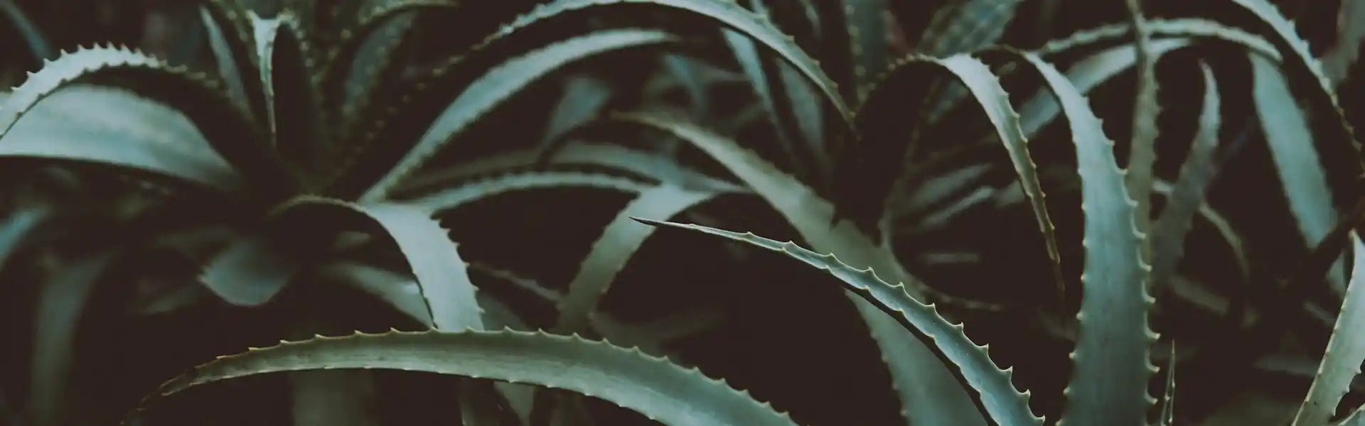 produits-aloe-vera-plante