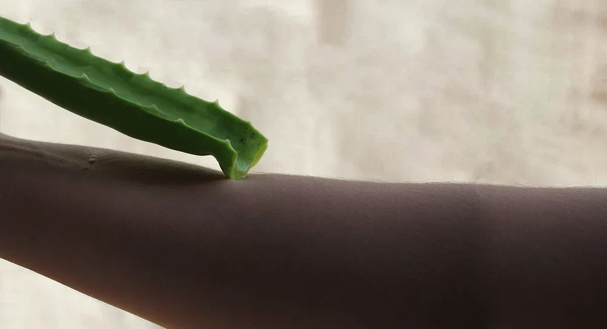 header-aloe-vera-brulures