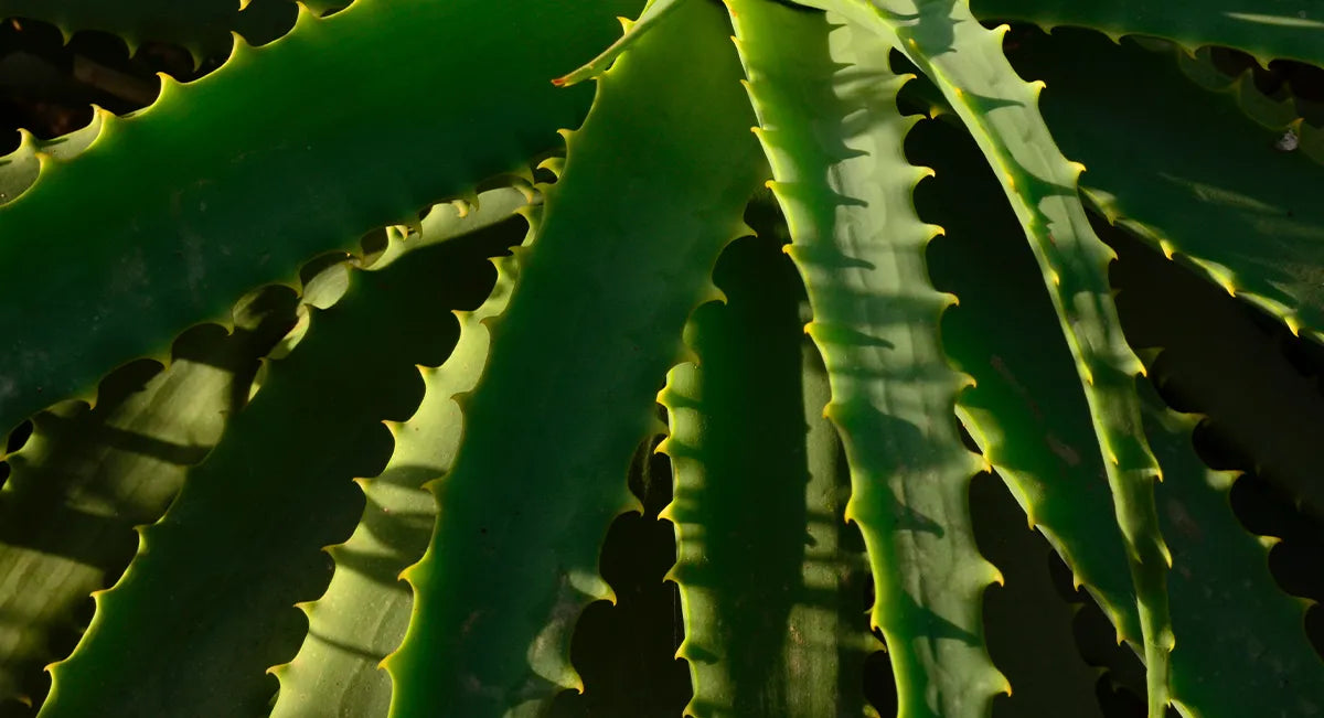 Aloe vera : entretien, arrosage, exposition et rempotage