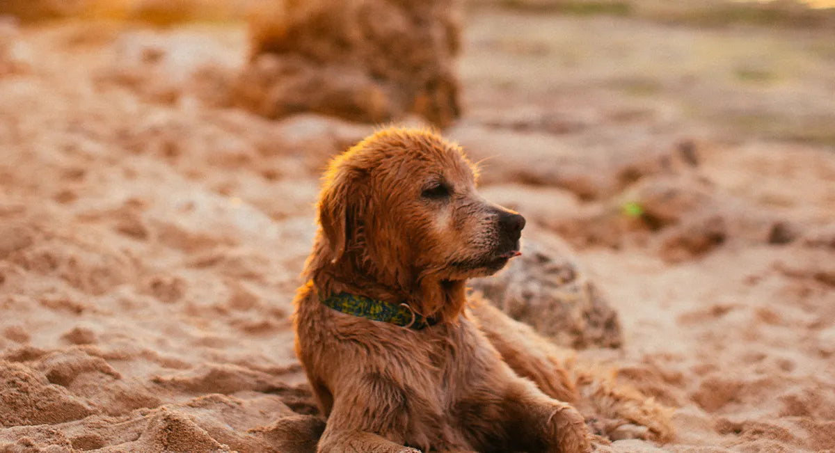 aloe-vera-pour-les-chiens