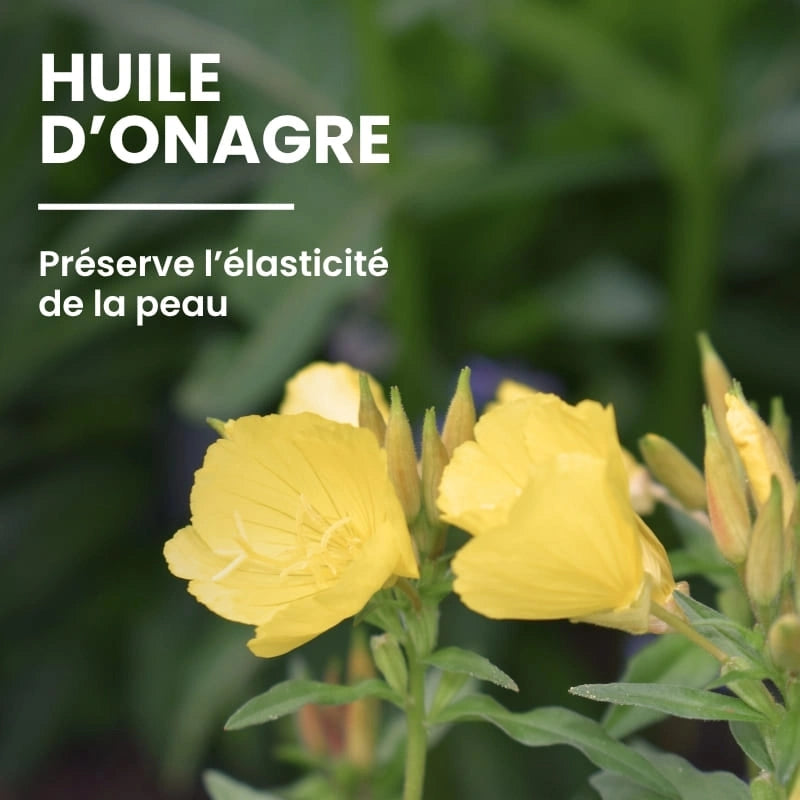 Ingrédient Aloé Vera bio dans la crème anti-rides - NaturAloé