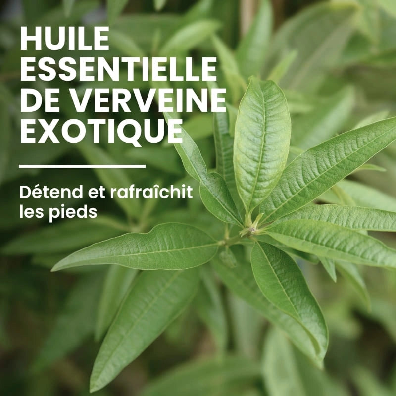Ingrédient huile de verveine dans la crème soin pieds - NaturAloé