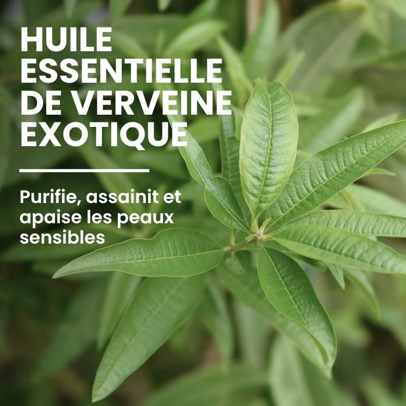 Extrait de plante apaisante dans l’émulsion nettoyante - NaturAloé