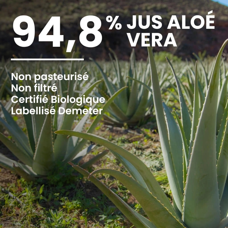 Feuille fraîche d’Aloé Vera – ingrédient principal du gel à boire – NaturAloé