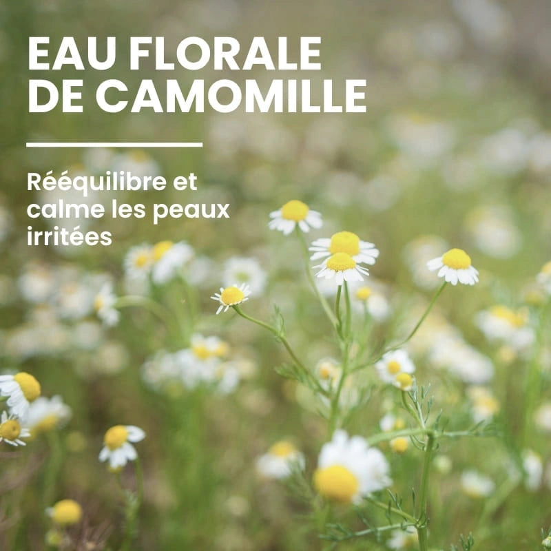 Ingrédient végétal hydratant du gel multi-actions - NaturAloé