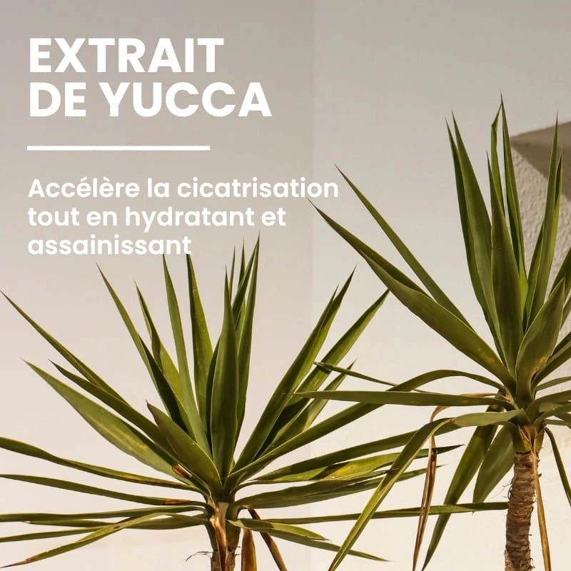 Ingrédient bio du gel multi-actions - NaturAloé