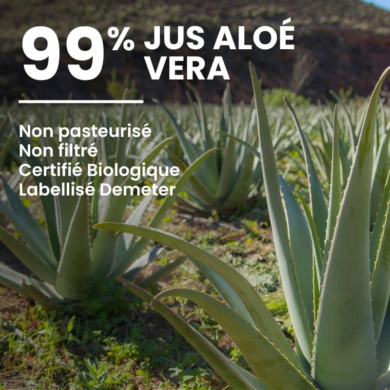 Feuille fraîche d’Aloé Vera Bio – ingrédient principal du jus – NaturAloé