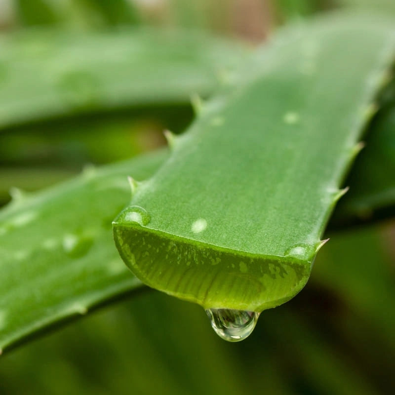 Goutte de jus d’Aloé Vera tombant d’une feuille fraîche coupée – NaturAloé