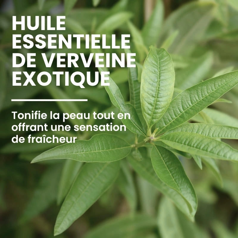 Ingrédient lait corps hydratant et apaisant à l’Aloé Vera - NaturAloé