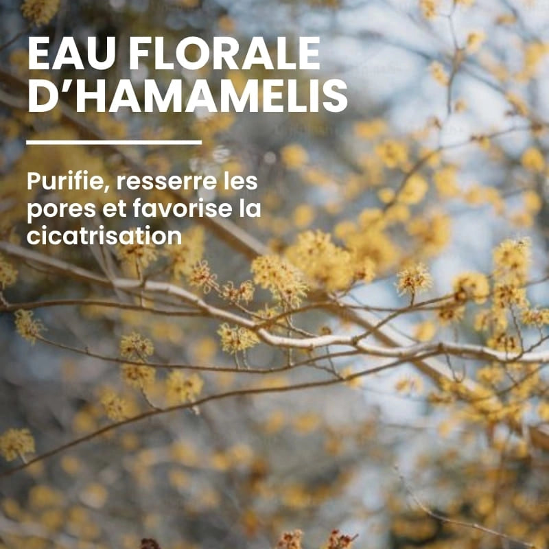 Extrait de plante bio entrant dans la composition de la lotion tonique - NaturAloé