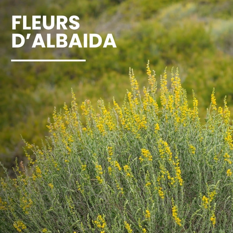 Fleurs d'Albaida – miel d’Aloé Vera – NaturAloé