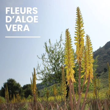 Fleurs d’Aloé Vera – ingrédient naturel du miel – NaturAloé