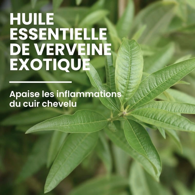 Huile essentielle de verveine exotique – ingrédient apaisant du shampoing soin - Naturaloé