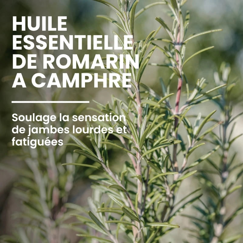 Extrait romarin à camphre naturel utilisé dans le ThermoGel - NaturAloé